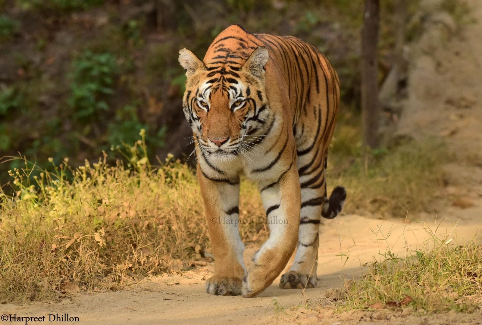 Male-Tiger-Head on sighting