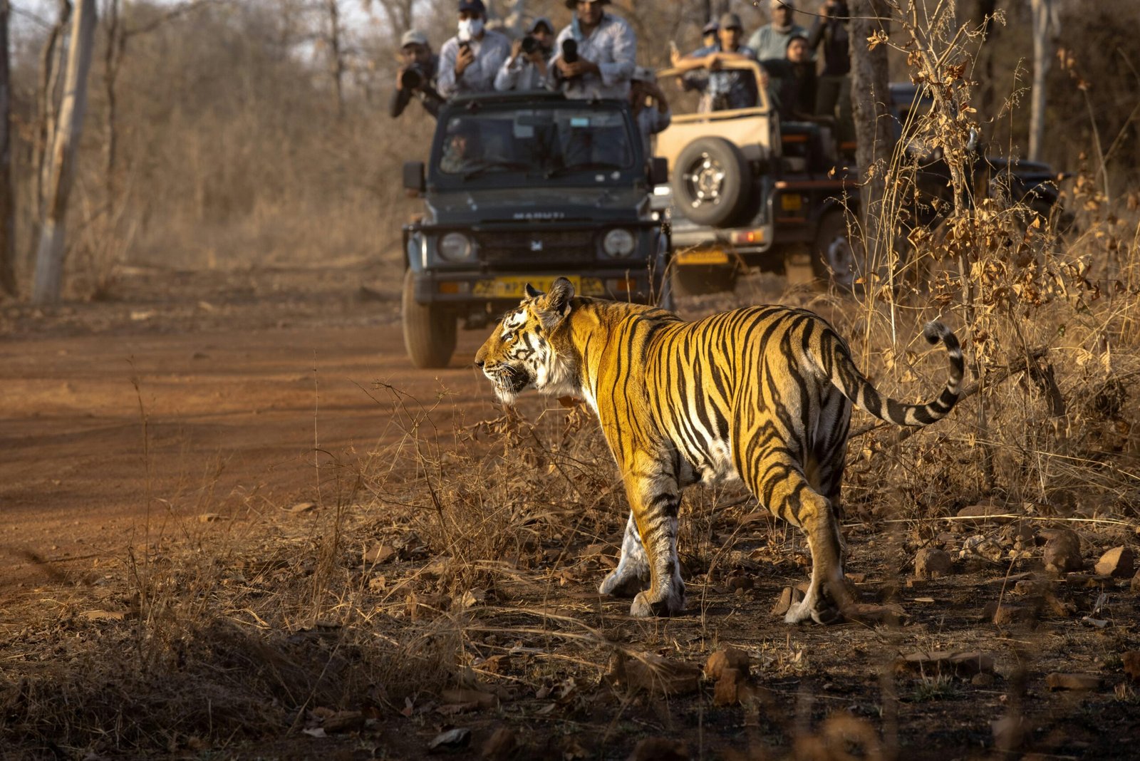 Tiger-Gypsy-Canter safari-Ranthambore