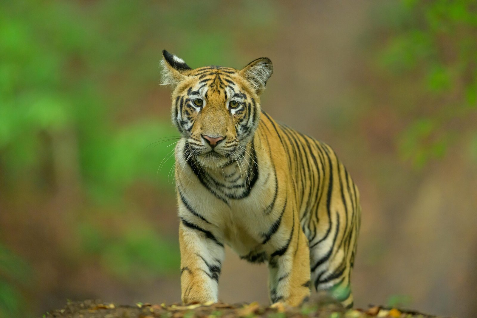 Tiger-Cub-head-on-walking