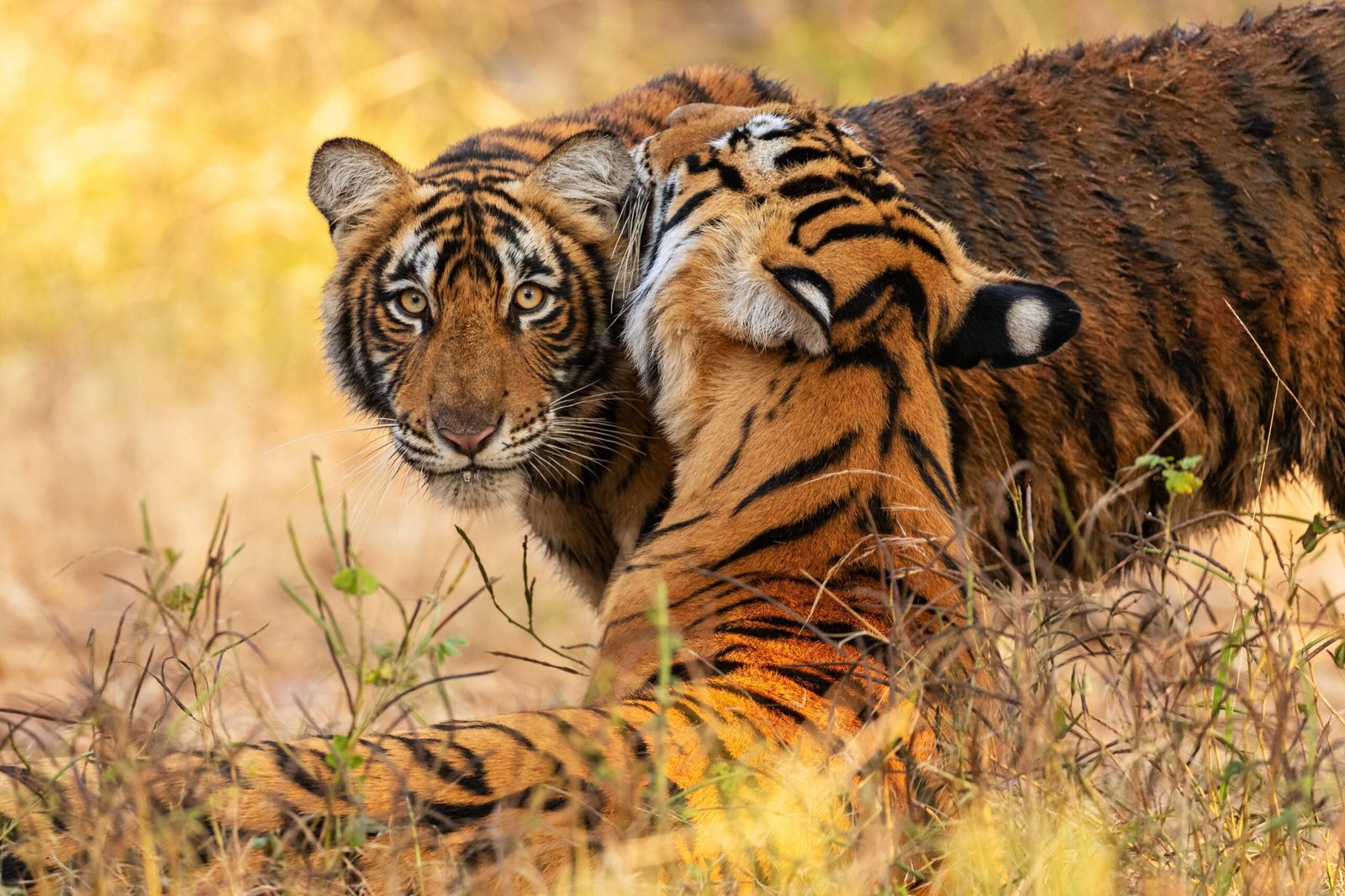 Ranthambore-Tour-Packages