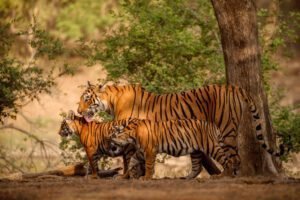 Tigress with cubs looking for prey in Ranthambore