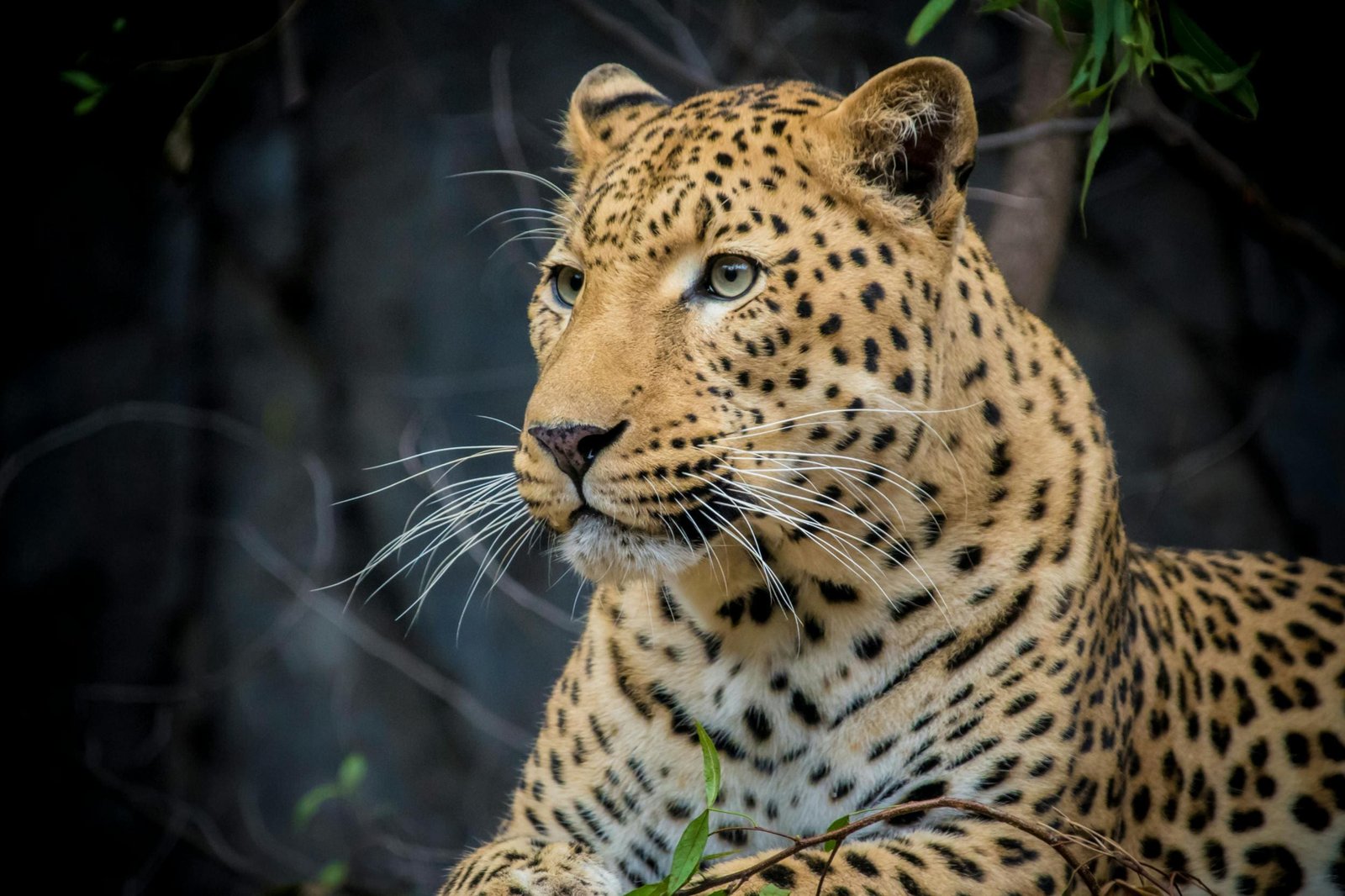 A striking close-up of a leopard (Panthera pardus) amidst its natural habitat.