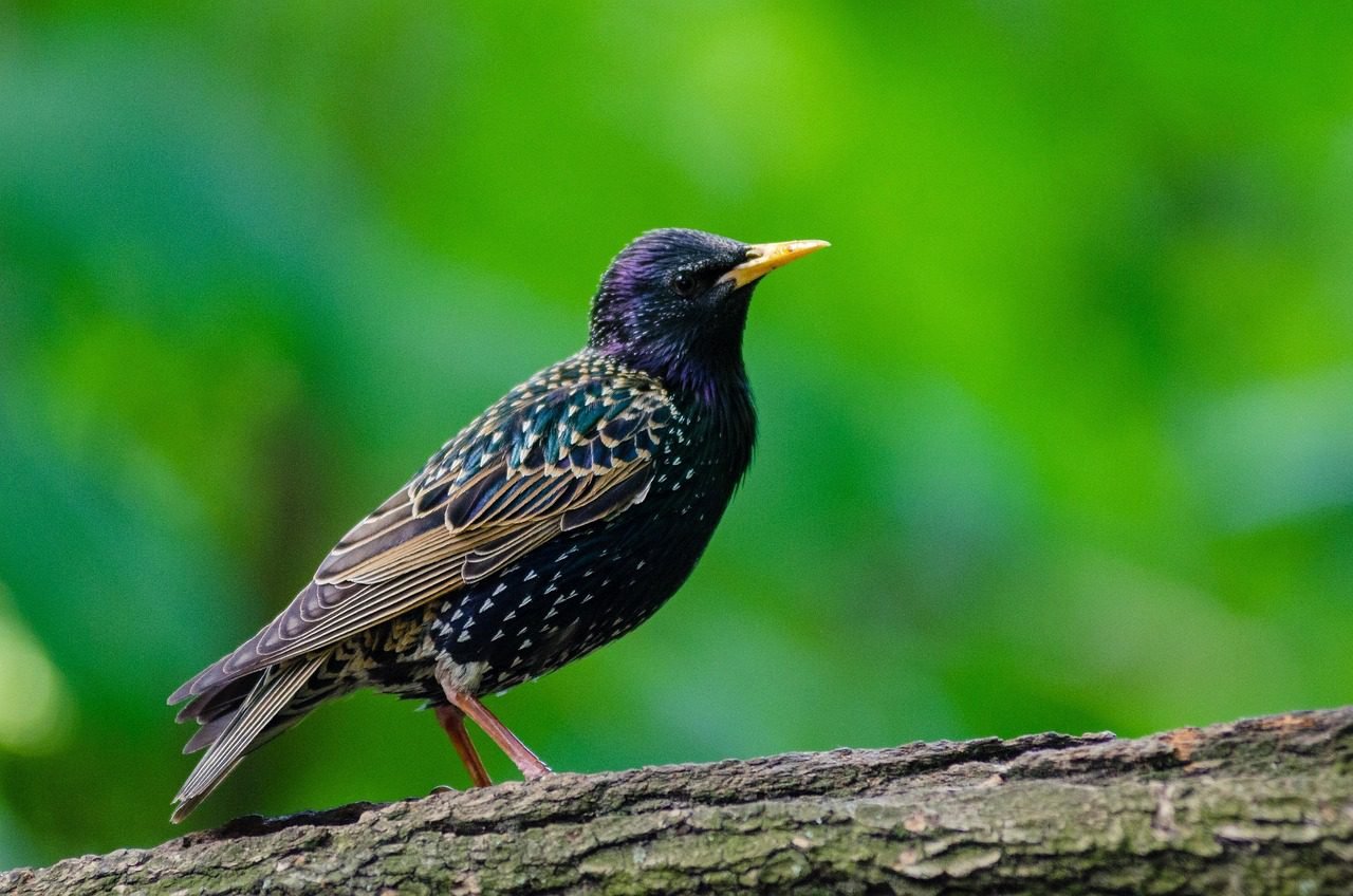 Spotted-Starling-with green background-sitting on the tree