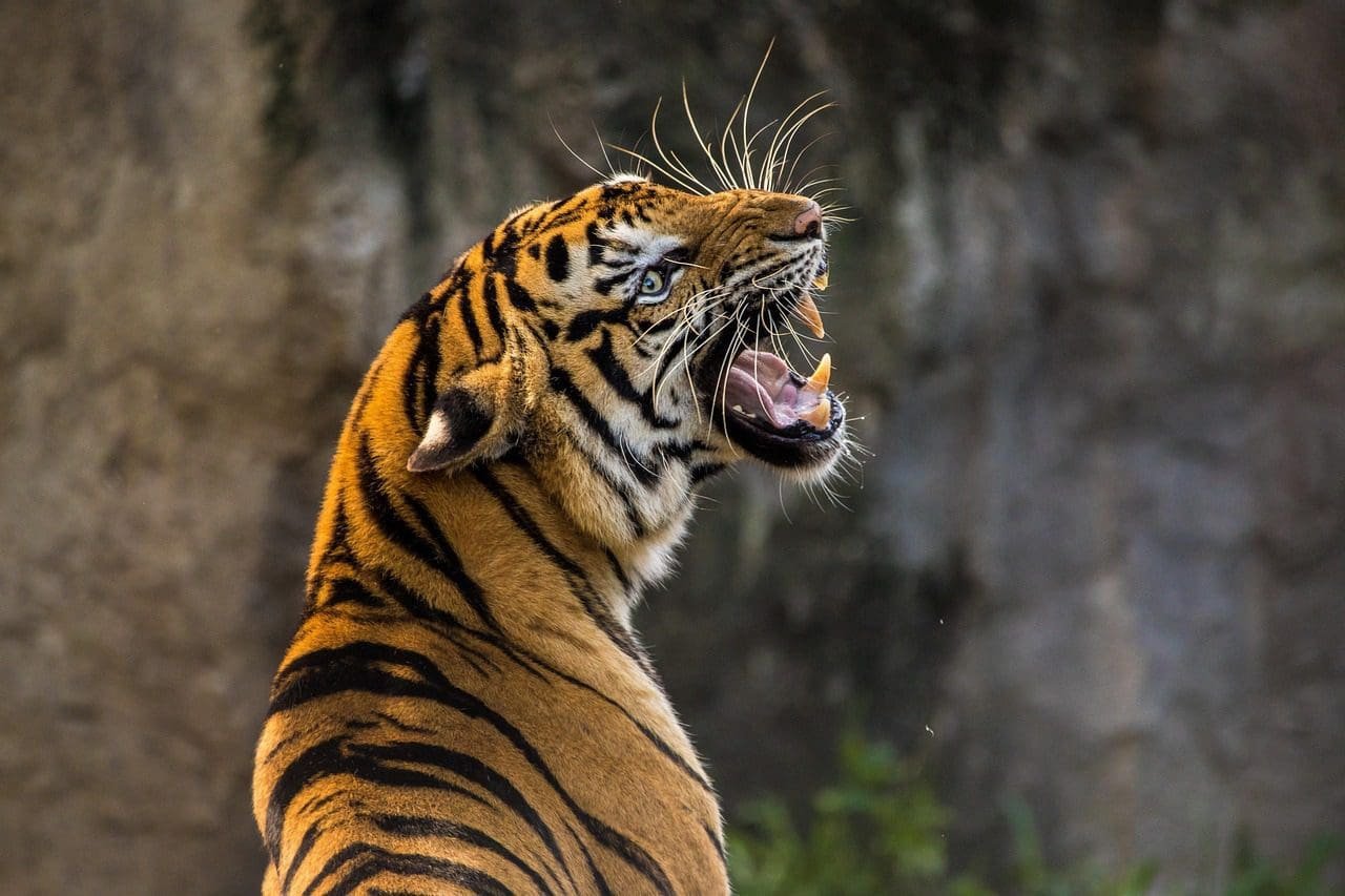 Tiger-Roaring-in jungle dark light