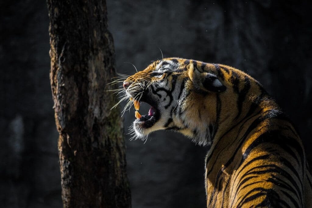 tiger-roaring-darklight