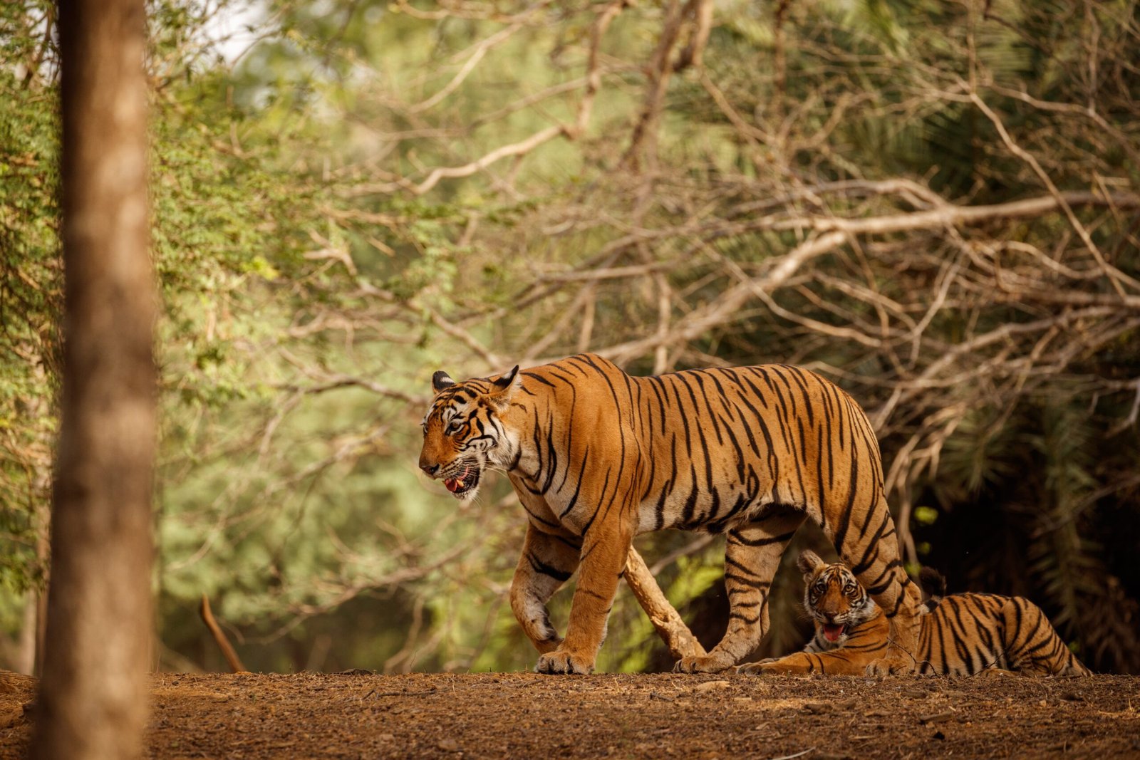 tiger-nature-habitat-tiger-male-walking-head-composition-wildlife-scene-with-danger-animal-hot-summer-rajasthan-india-dry-trees-with-beautiful-indian-tiger