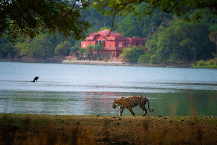 Tiger-jogi mahal-with beautiful-padam lake -malik lake view