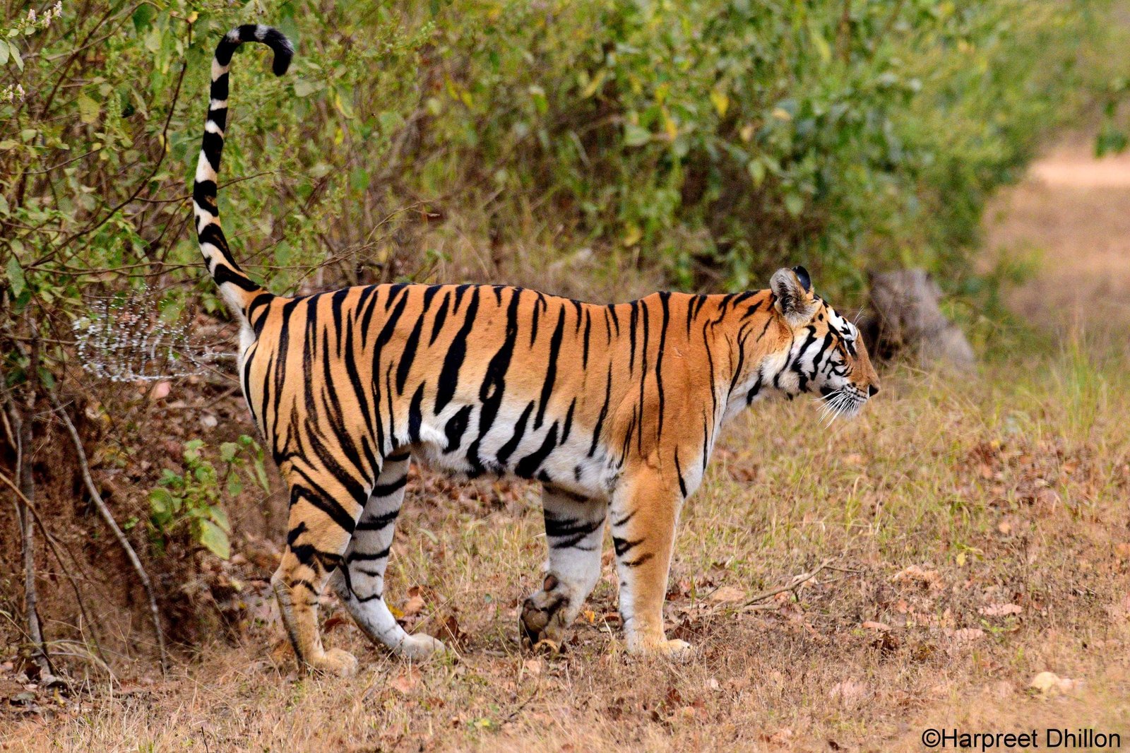 male-tiger-territory-marking