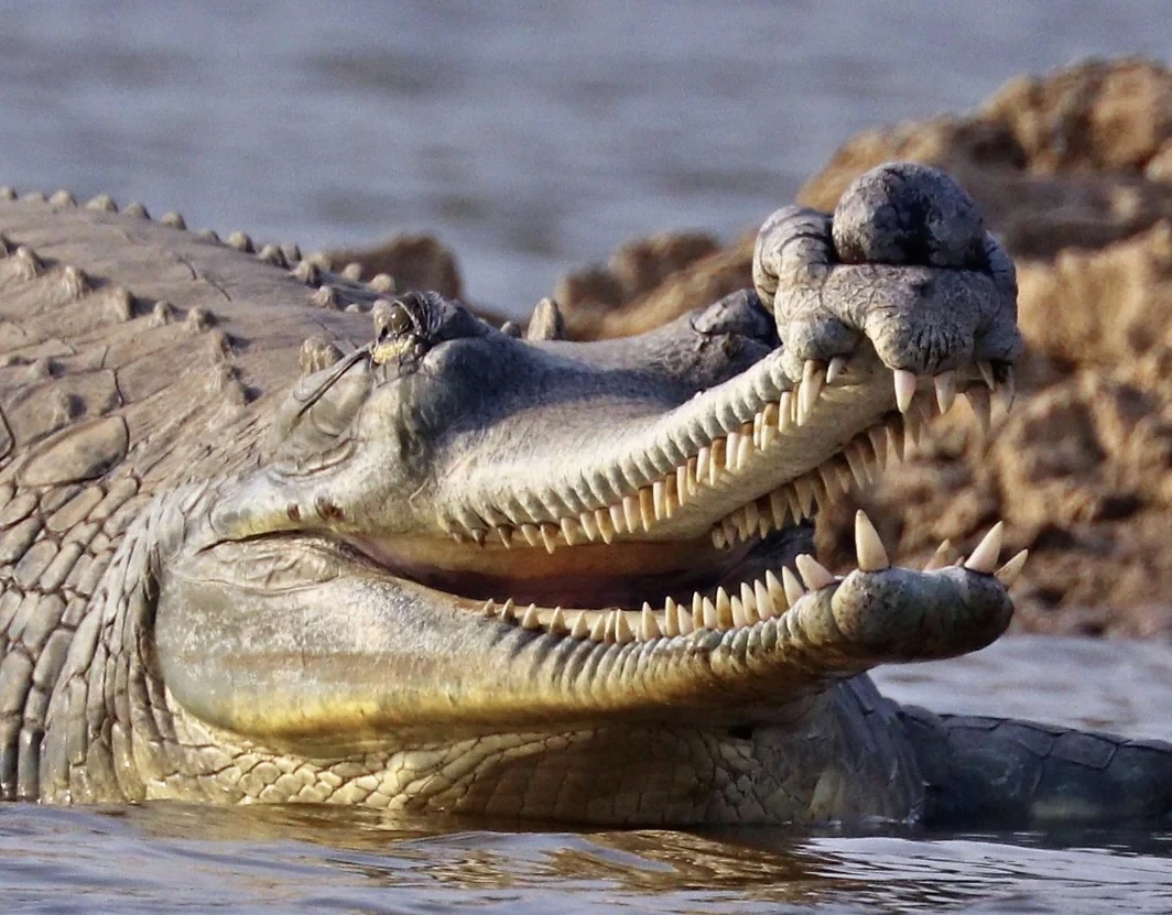 Gharial