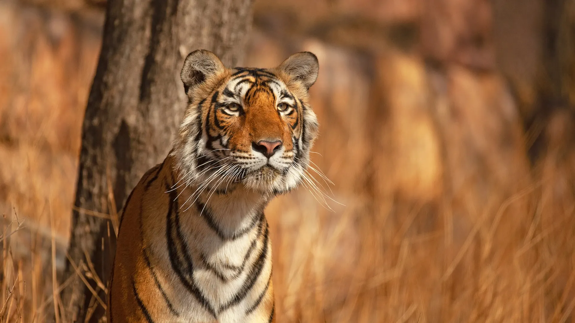 Royal Bengal Tiger