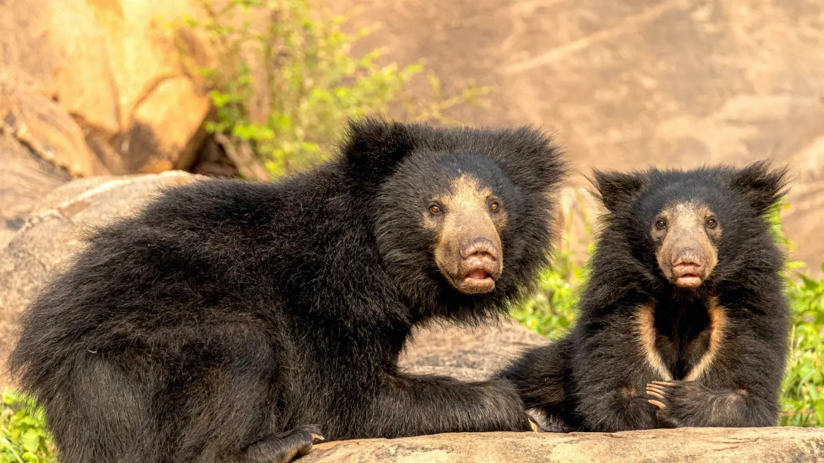 Sloth Bear
