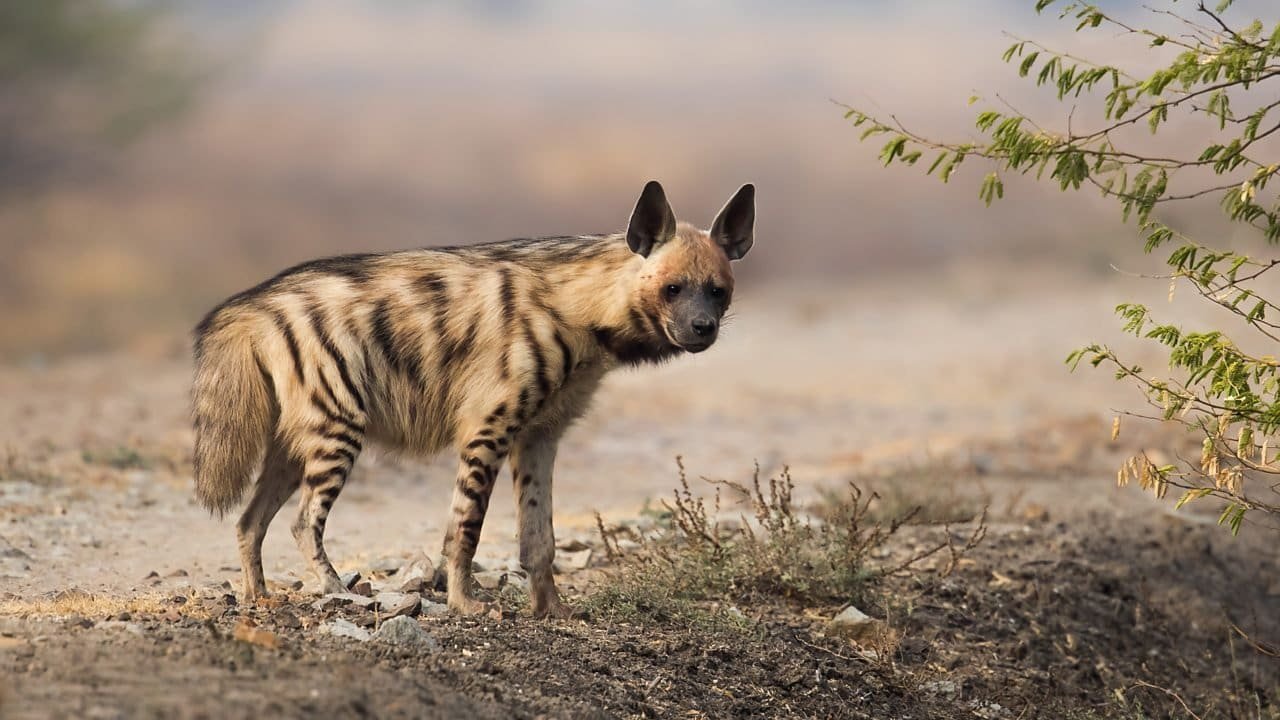 Striped Hyena